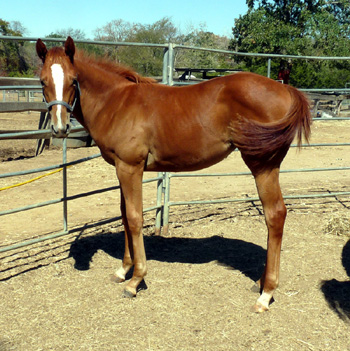 Queen Lady Bug - 2011 filly by Azes & Queens Filly