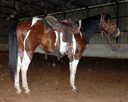 Quince - roping training - May 2013