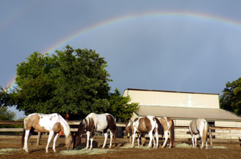 Rainbow @ barn with horses 2010