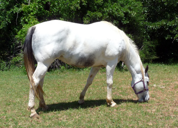 Raisen in field - May 2010