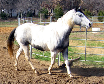 Raisen 2007