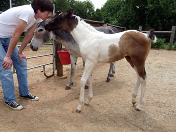 Raisen's 09 filly chatting with Garrett and Jennie, our donkey