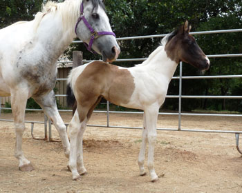 Raisen's 09 filly@ 30 days old