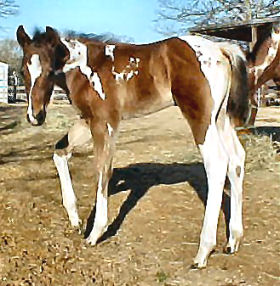 age-1 week