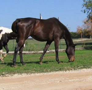 Rosie in field- Nov.2006