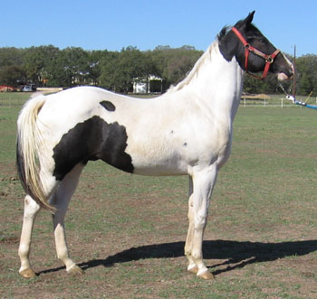 Run On Blue - 2005 Homozygous Black Colt
