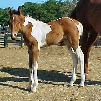 Seattle Dreamer's 2005 filly, 10 days old