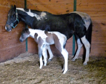 Seven colt 1 day old