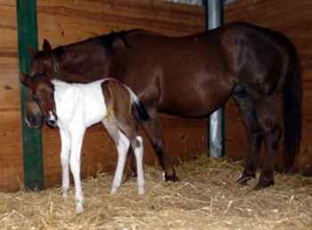 Unchain Too 2012 filly @ 12 hrs old