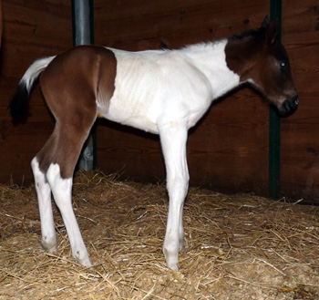 Sister 2012 filly @ 12 hrs old