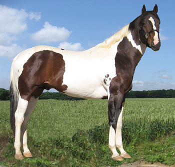Cherokee Image Too (Click for more information)