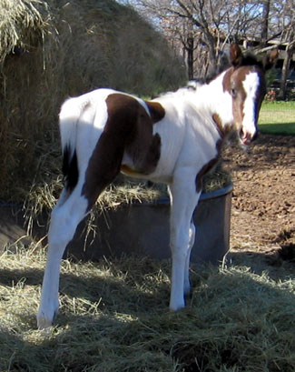 Splash07filly @ 3days old