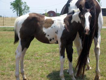filly @ 4 months