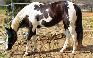 Passa Splash of Dash