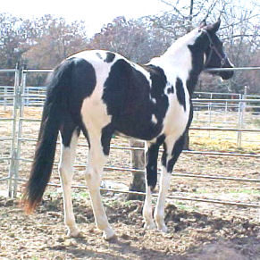 Passa Splash of Dash