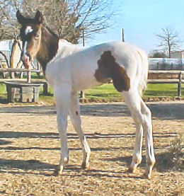 age-1 week