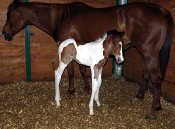 streaker2012colt24hrs