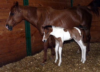 streaker24hrs colt