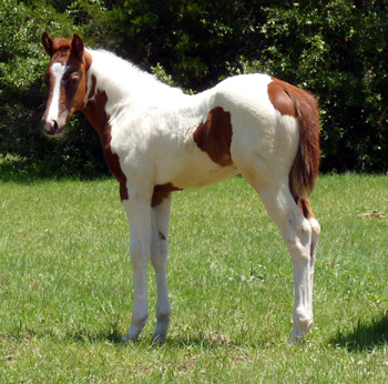 Texas Streaker 2011 filly