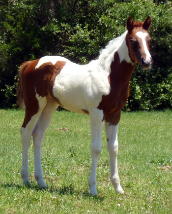 Streaker 2011 filly- May