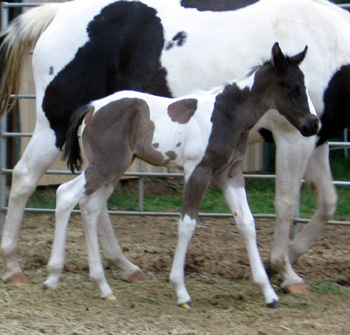 sugar & 07 filly @ 3 days