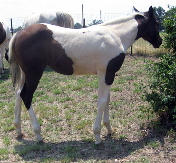 filly @ 4 months