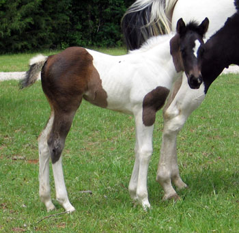 filly @ 20 days