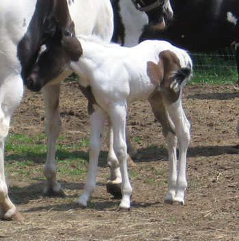 picture at 3 days old