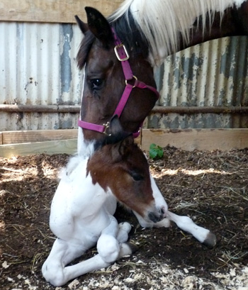 sunshine colt shown @ 12 hours old
