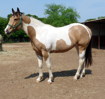 Tequila April 2011
