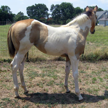 filly @ 4 months
