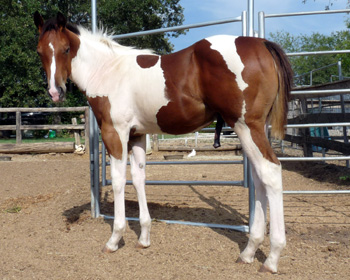 Streaker colt August 2012
