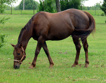 Unchain Too grazing April 2010