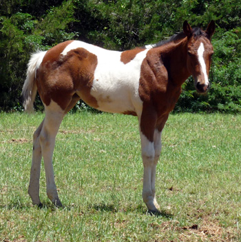 Unchained filly - May 2011