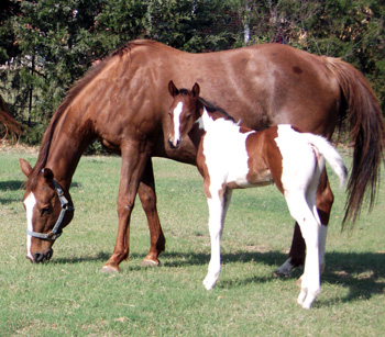 Unchained with 2011 Filly