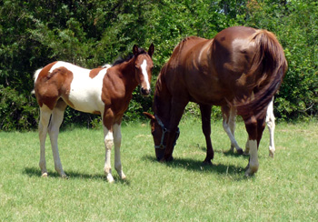 Unchained 2011 filly