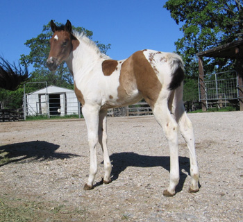 whiskey07filly-5 weeks old