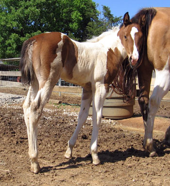 filly @ 2 weeks