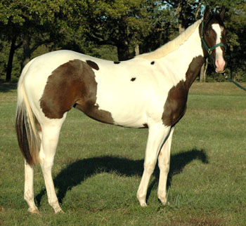 Winning Is Easy- 2005 Brown Filly @ 18 months